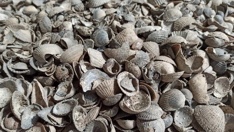 Muschelschalen